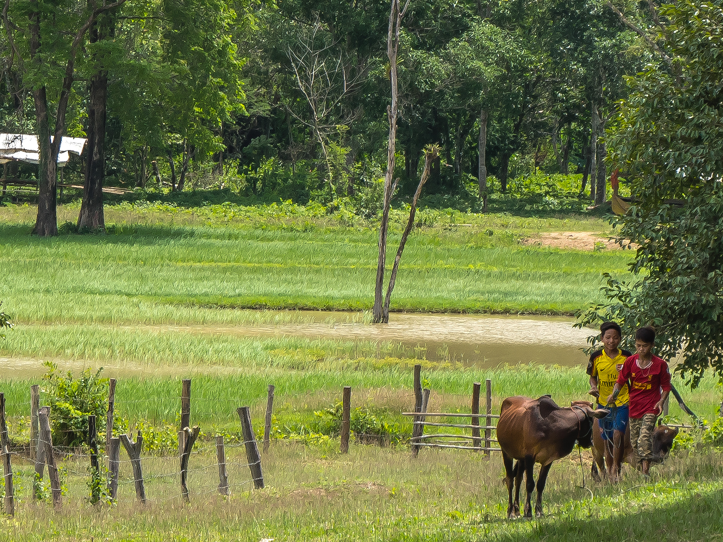 Team walking through grassland in Laos to detect landmines