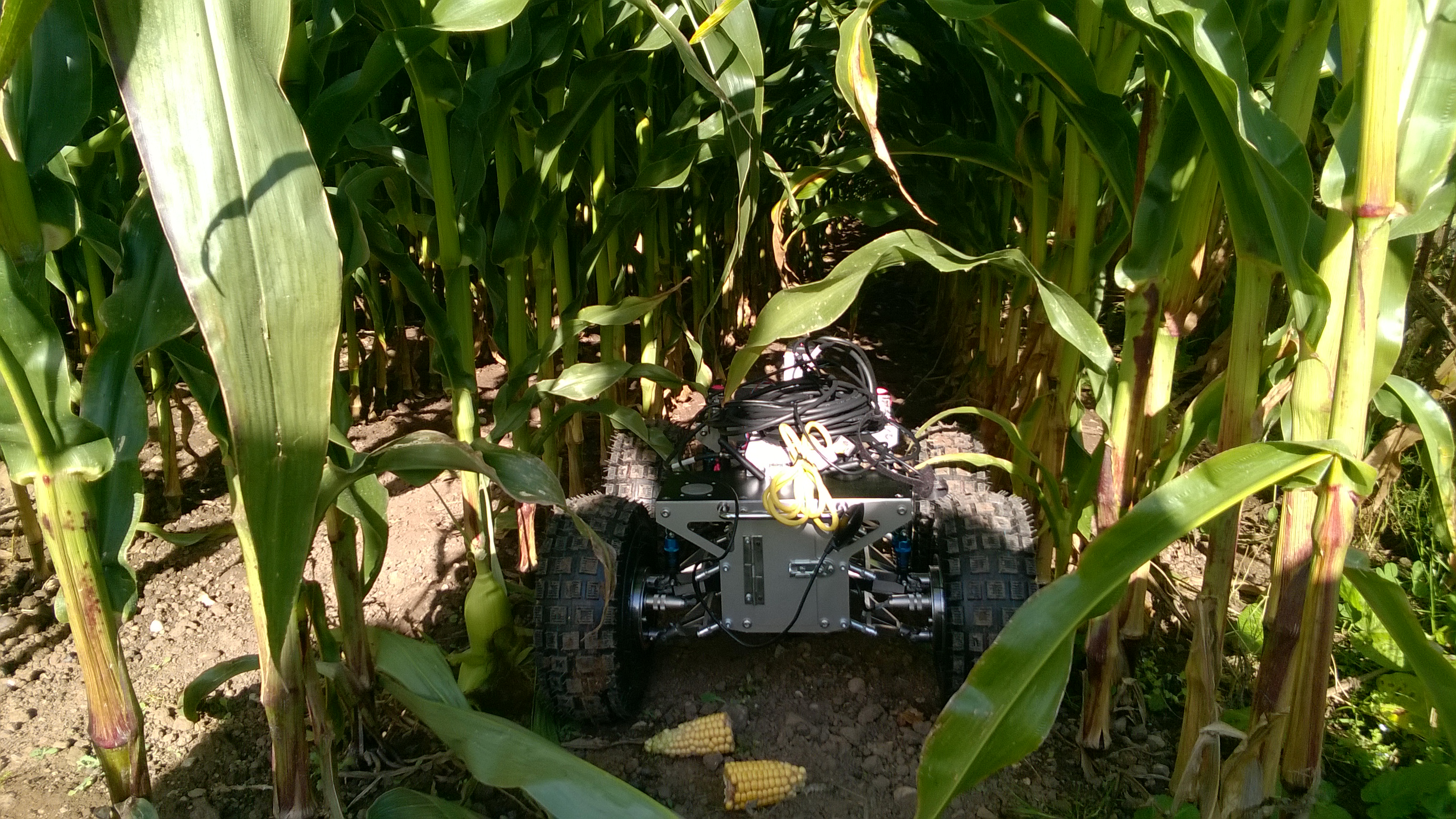 Newton Robot Leafeon in maize field going down between the rows during navigation tests at University of Harper Adams in 2015.jpg