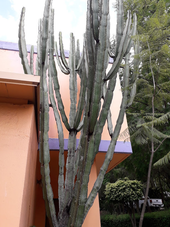 A large cactus plant beside a brightly coloured building